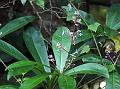 Courtallam Coralberry